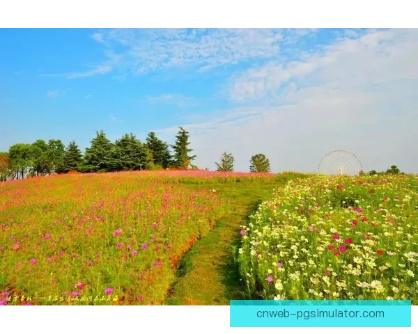 绽放的静谧之美：瑜伽邀请赛盛大启幕